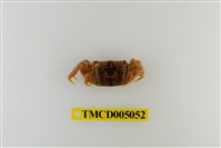 藏品(紫螯大眼蟹)的圖片